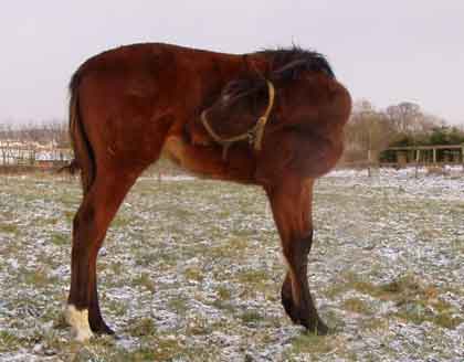 Irish Hawk (Final Appearance x Ikon by Cajun Cadet)