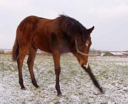 Park Dancer (Final Appearance x Park Lane by Quilted)