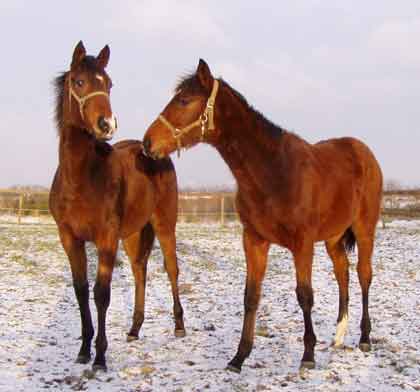 Park Dancer & Irish Hawk