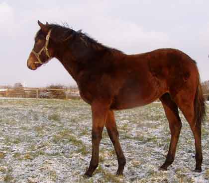 Park Dancer (Final Appearance x Park Lane by Quilted)