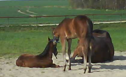 Getting to know each other
