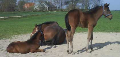 Irish Hawk, Satanic and Park Dancer in the sandpit