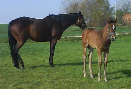 Park Lane and Park Dancer taking a nap