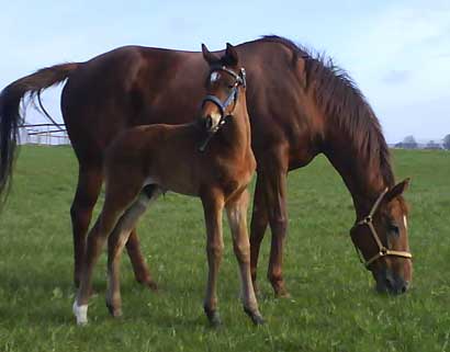 Irish Hawk 3 weeks of age, with dam Ikon