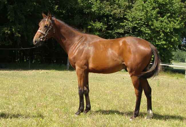 Irish Hawk, born 2008, by Final Appearance x Ikon by Cajun Cadet, June 23 2009