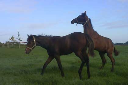 Park Dancer & Irish Hawk (rearing)