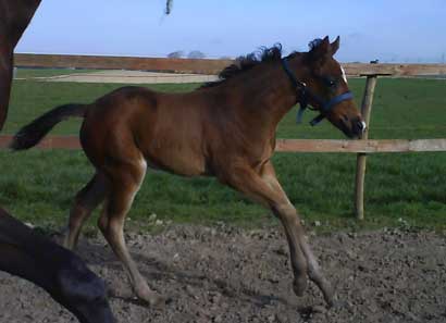 Park Dancer, 5 Weeks old