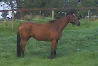 Queen Mambo (Richard of York x Gypsy Singer by Kingmambo)