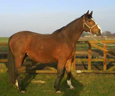 satanic in foal to Dexterity