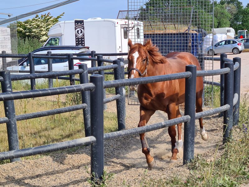 15 days into retraining, horsewalker part of the daily routine.