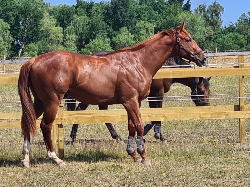 Paddock time after training on the 22nd day after wind surgery.