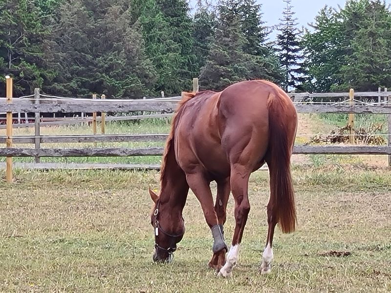 28th day after wind surgery, daily training done and it's paddock time for some D-vitamins.