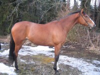 Satanic på Woodland Stud